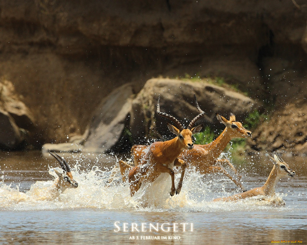 serengeti, , 